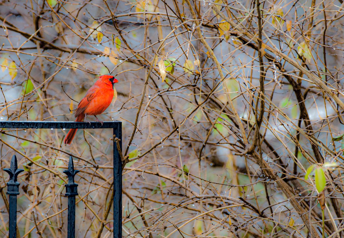 IAmNatures's tweet photo. Brilliant Cardinal is a photograph I came upon while searching through my archives. Only basic corrections/adjustments and minimal digital work were done to reach this rendering. #IAmAChristian and ALWAYS GIVE ALL THE GLORY TO GOD! #cardinals #wallart #Ohiostatebird https://t.co/6o9m43Y4ih