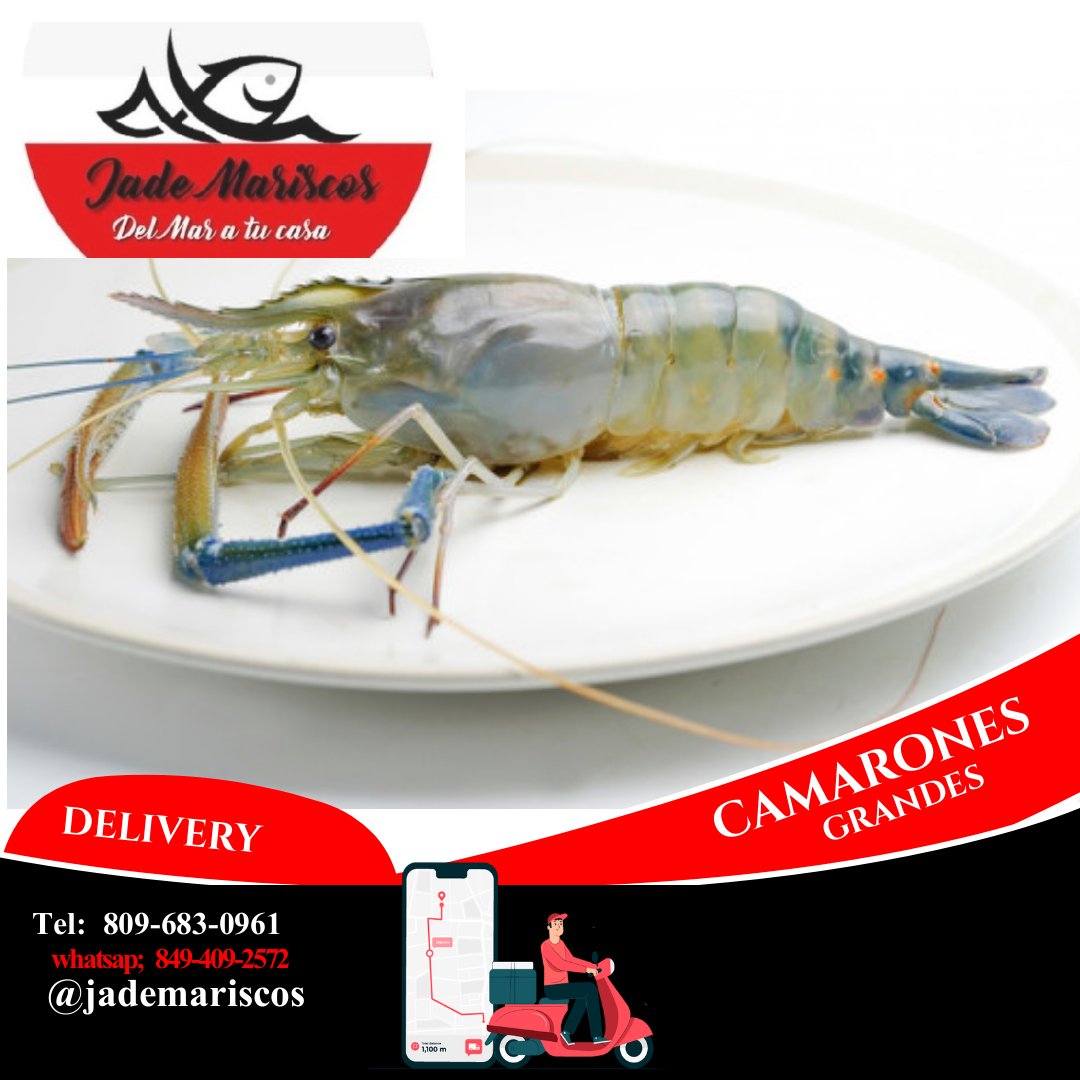 JadeMarisco's tweet photo. Camarón grande #12 fresco envío Disponible 809-683-0961 #camaron  #jademarisco calidad , servicio . https://t.co/oDLi1j4SZi