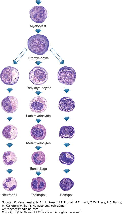 Blasts are recognizable by their prominent nucleolus. Stages of leukocyte precursors are defined in part by the degree of nuclear indentation. Red cells, of course, normally completely extrude their nuclei during development – but sometimes a nucleus persists, as shown below/13.