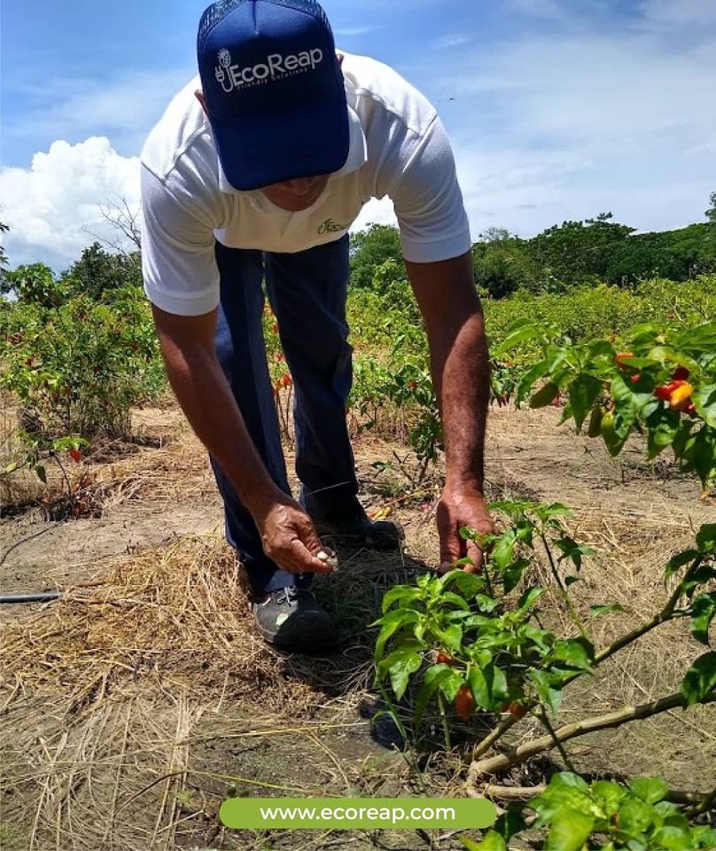 Eco Reap SAS tweet media