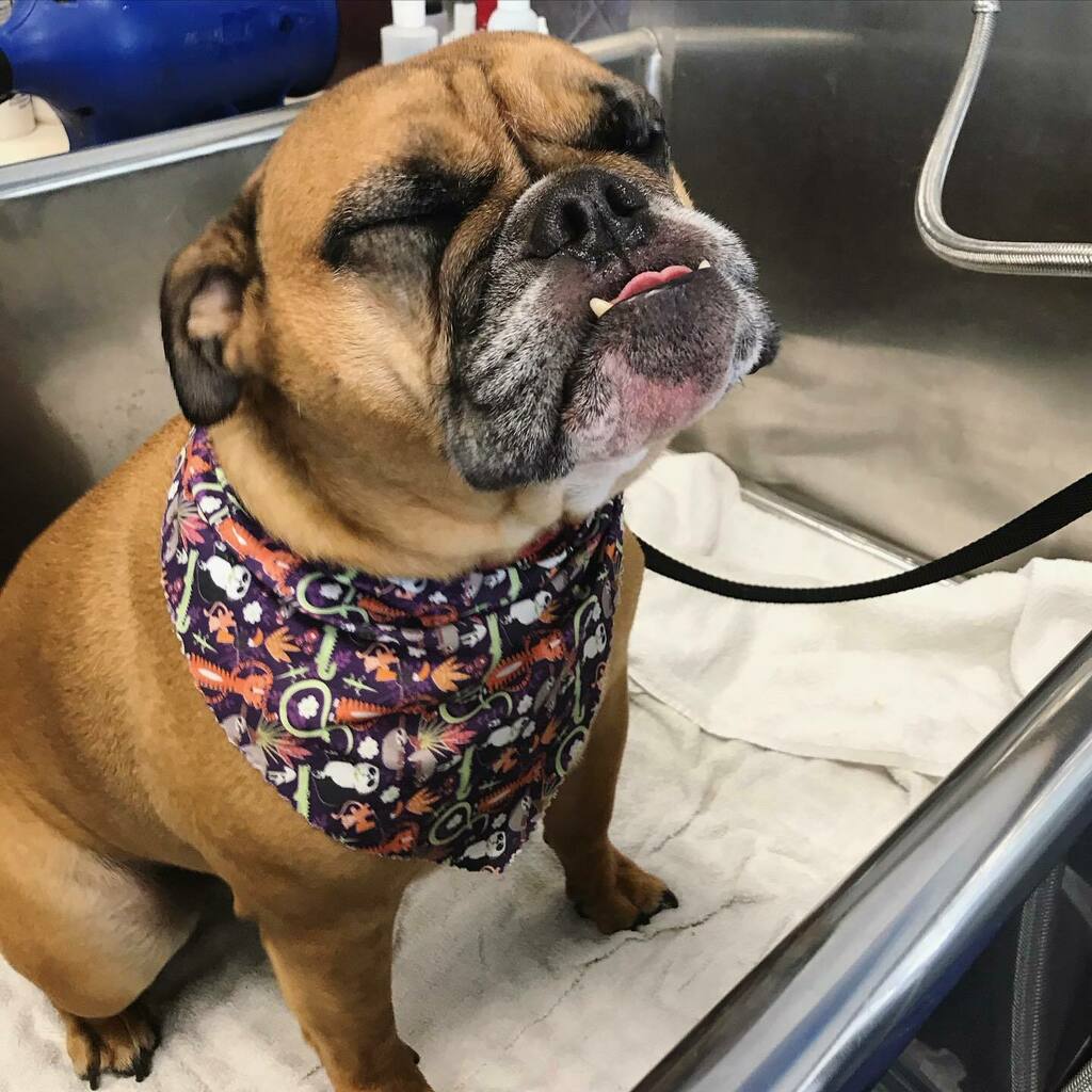 topdogwash_SD's tweet photo. Happy #laborday everyone! We are closed today (Monday) but will be back at it regular hours for the rest of the week. Keep your pets cool 😎 and yourselves safe! #bulldog #puppiesinthetub #dirtymuttsdrivemenuts #dogsofadamsave #topdogwashandgroom https://t.co/c7jeNMu3rP