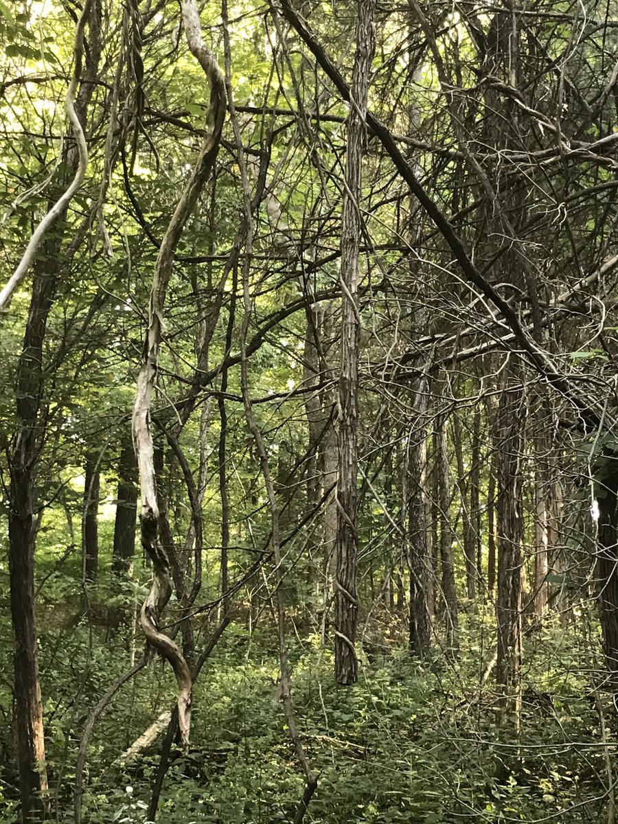 Beast502Mode's tweet photo. #NatureBeast
The Thread: https://t.co/TlsUjCLWuA