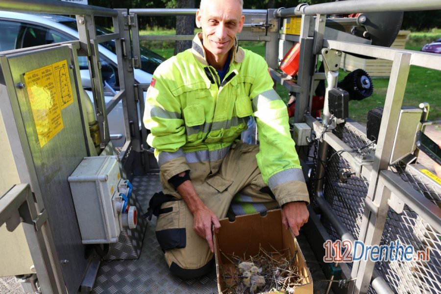 Jonge duiven in de problemen vanwege renovatie werkzaamheden in #Gasselternijveen. 112Drenthe.