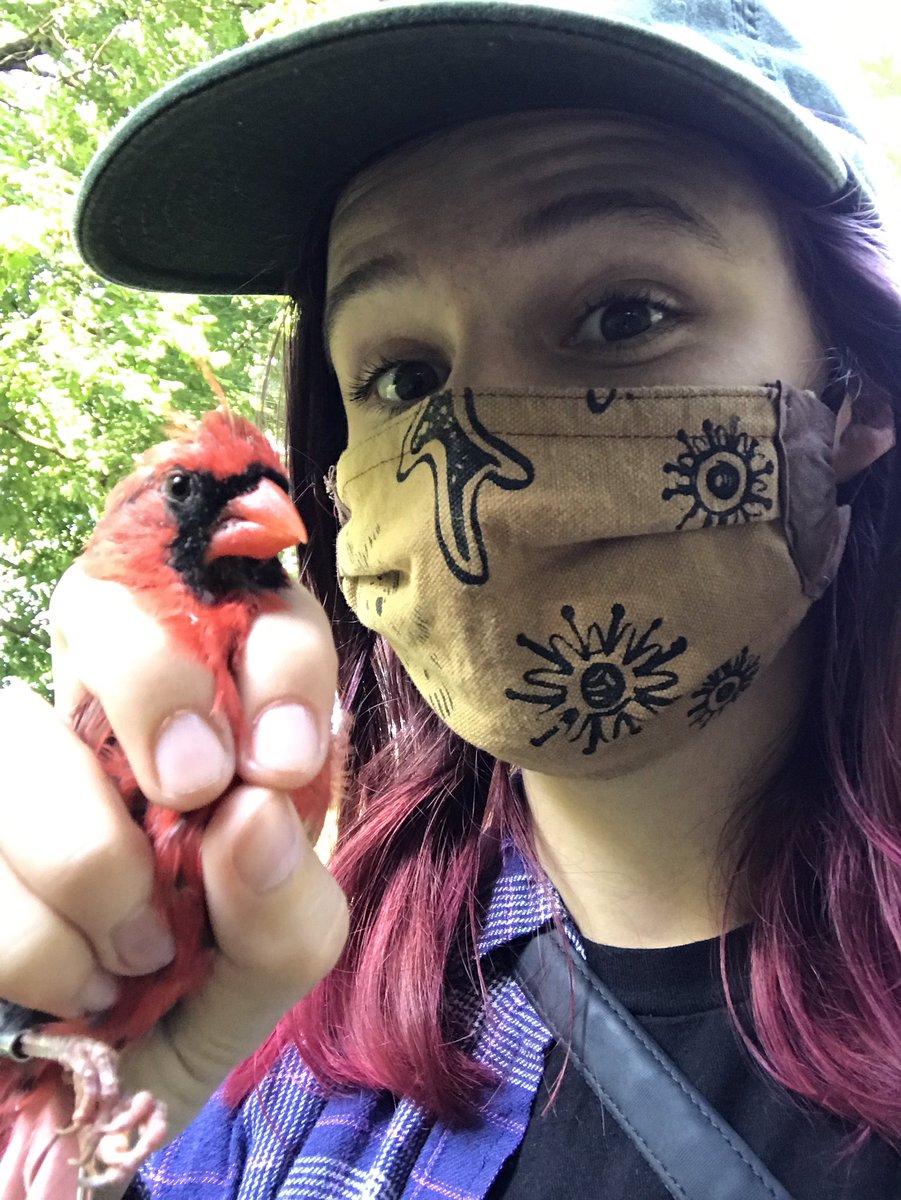 jatmasphere's tweet photo. A good day for banding birds! We caught cardinals, Carolina wrens, and Carolina chickadees, all of whom were pretty bitey! https://t.co/rCEvoVe3bb