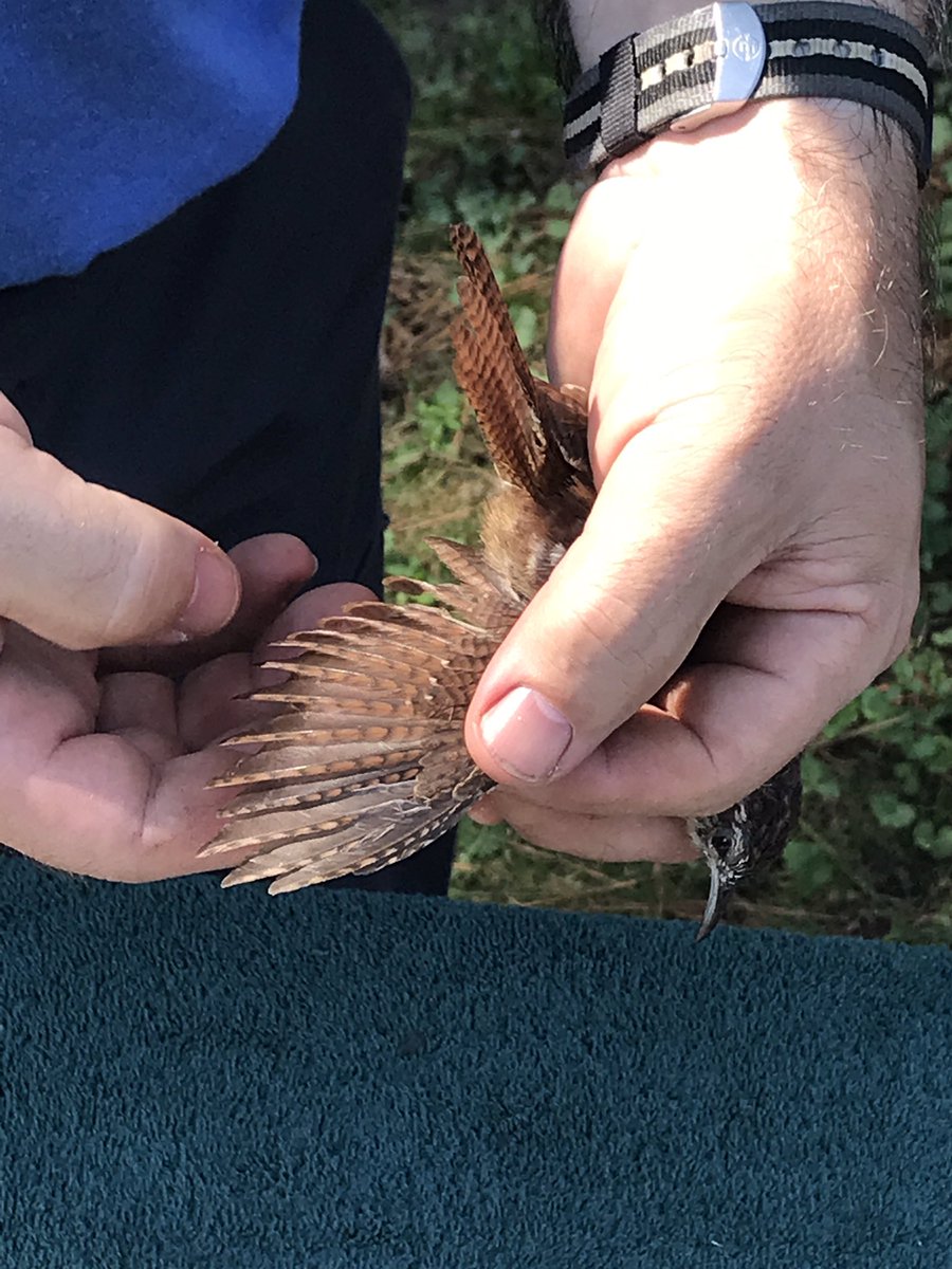 jatmasphere's tweet photo. A good day for banding birds! We caught cardinals, Carolina wrens, and Carolina chickadees, all of whom were pretty bitey! https://t.co/rCEvoVe3bb