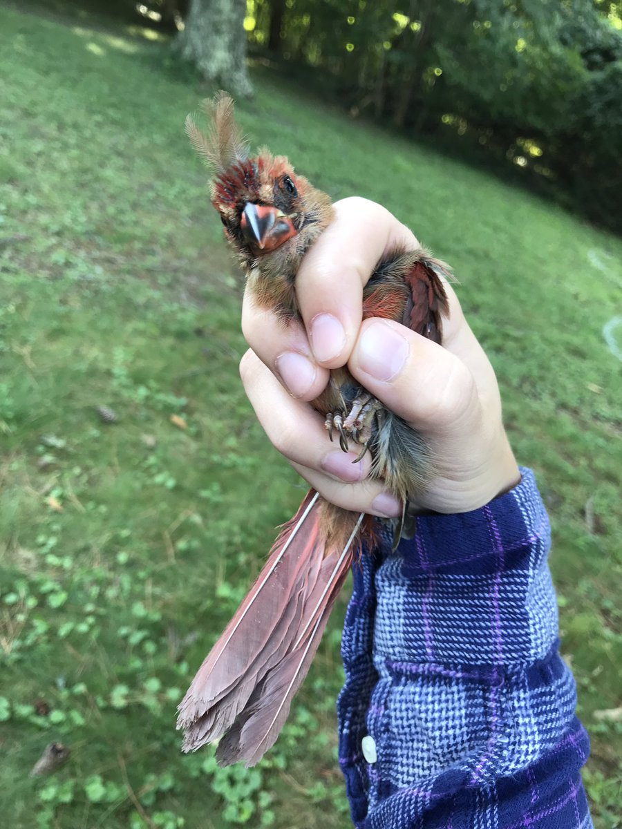 jatmasphere's tweet photo. A good day for banding birds! We caught cardinals, Carolina wrens, and Carolina chickadees, all of whom were pretty bitey! https://t.co/rCEvoVe3bb