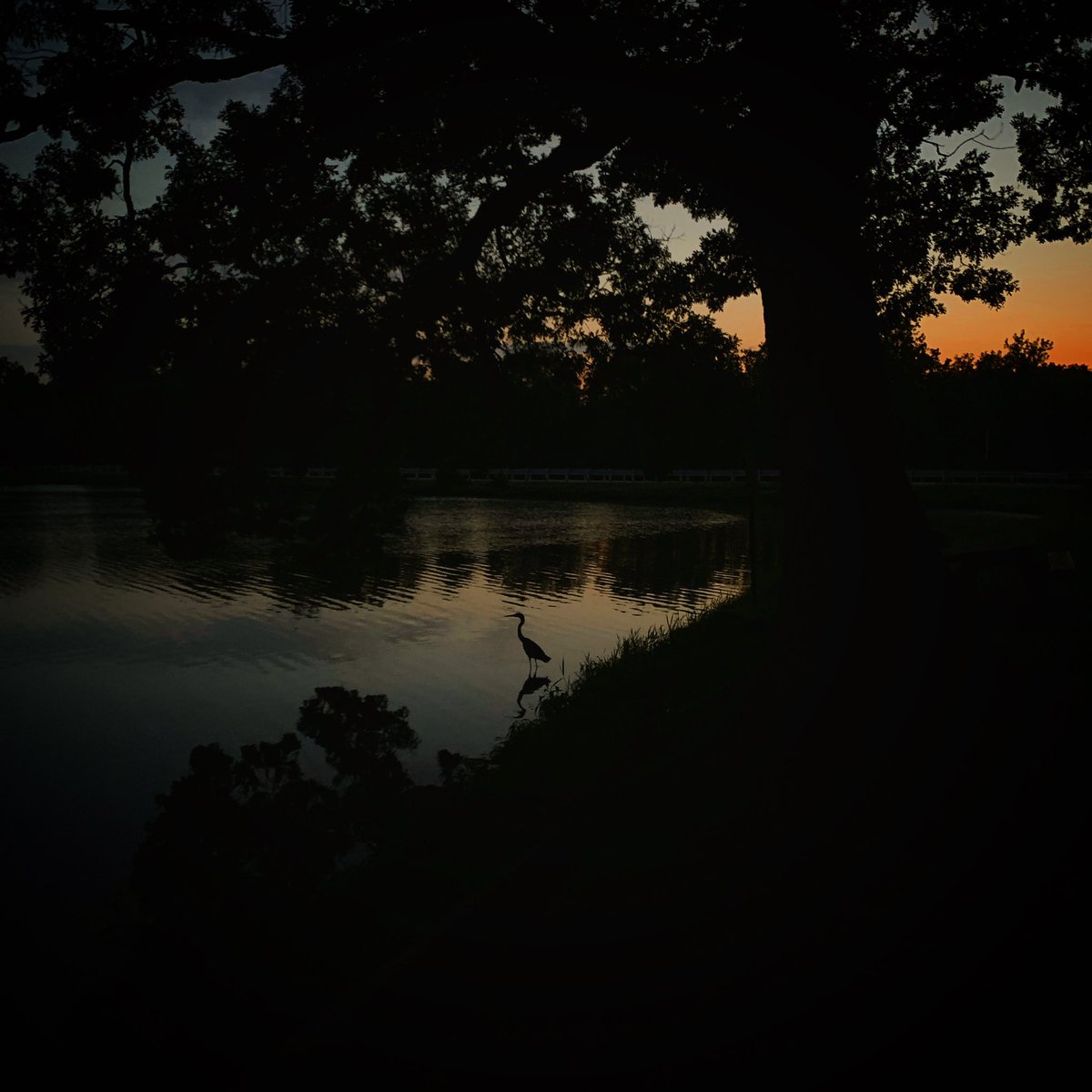 sylvatica_sara's tweet photo. Peace and quiet 🌅
@ChampCoForest #YestoForests https://t.co/2uuIcO9s28