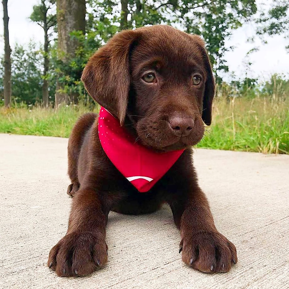 LabradorRetri19's tweet photo. #labradorretriever #labradorretrieverpuppy #labradorlife #labrador https://t.co/ZaMdxaZBkh