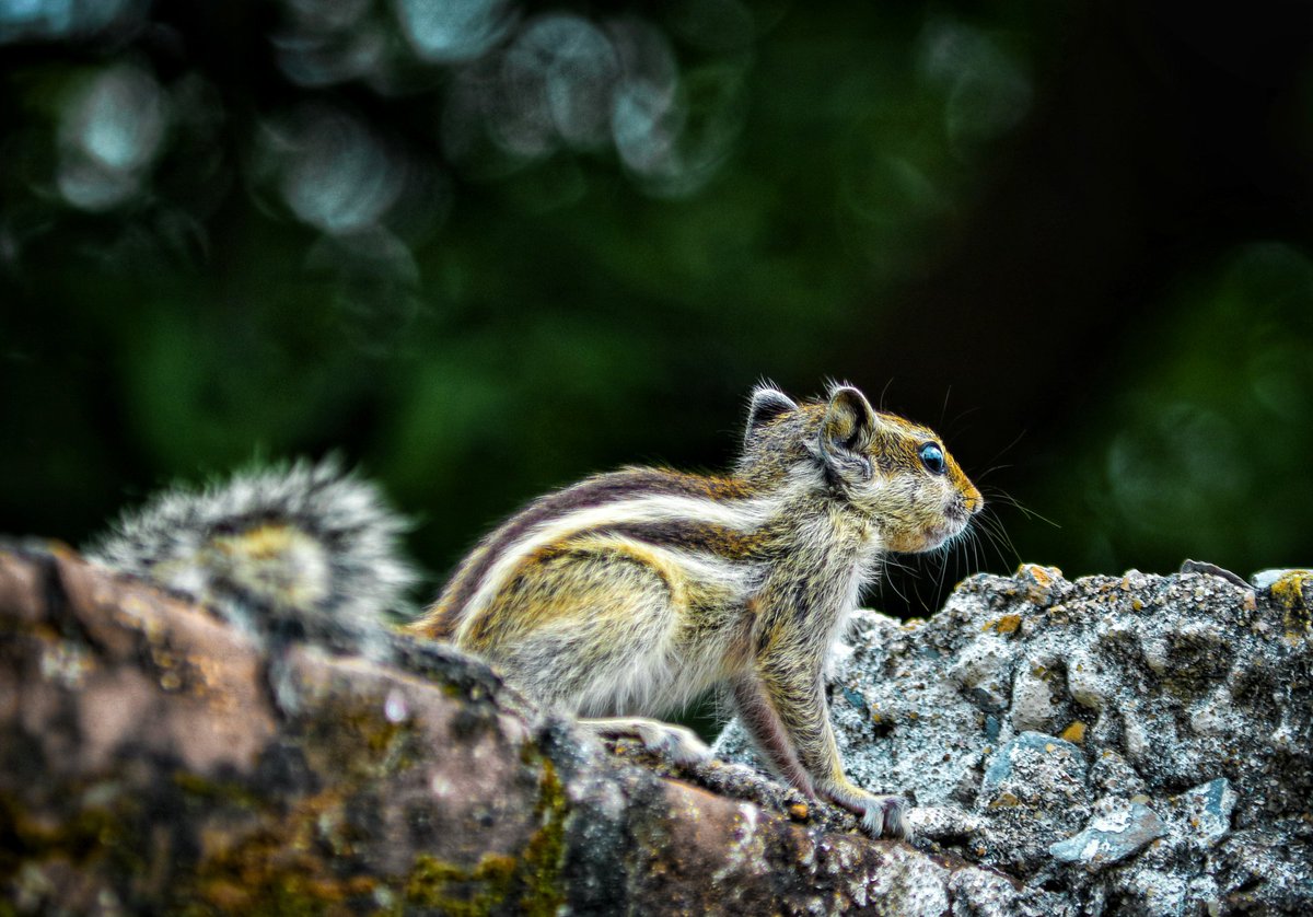 sarthak____here's tweet photo. #squirrel #NaturePhotography #animallovers https://t.co/akmFxQfhds