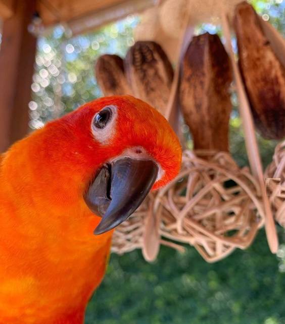 Finn is checking out the crunchabilty of the Naturally FANtastic toy! Thank you for sharing photos @the_flock_ers!

#sunconure #conure #sunconuresofinstagram