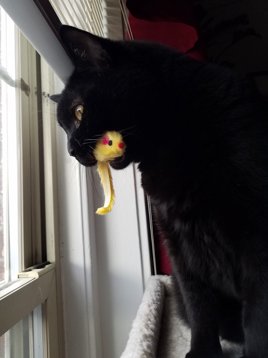 gdgerrish_bc's tweet photo. Can I offer you some cat photos in this trying time? https://t.co/JlP0GBELlW