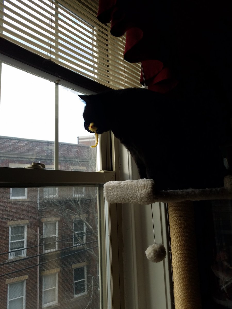 gdgerrish_bc's tweet photo. Can I offer you some cat photos in this trying time? https://t.co/JlP0GBELlW