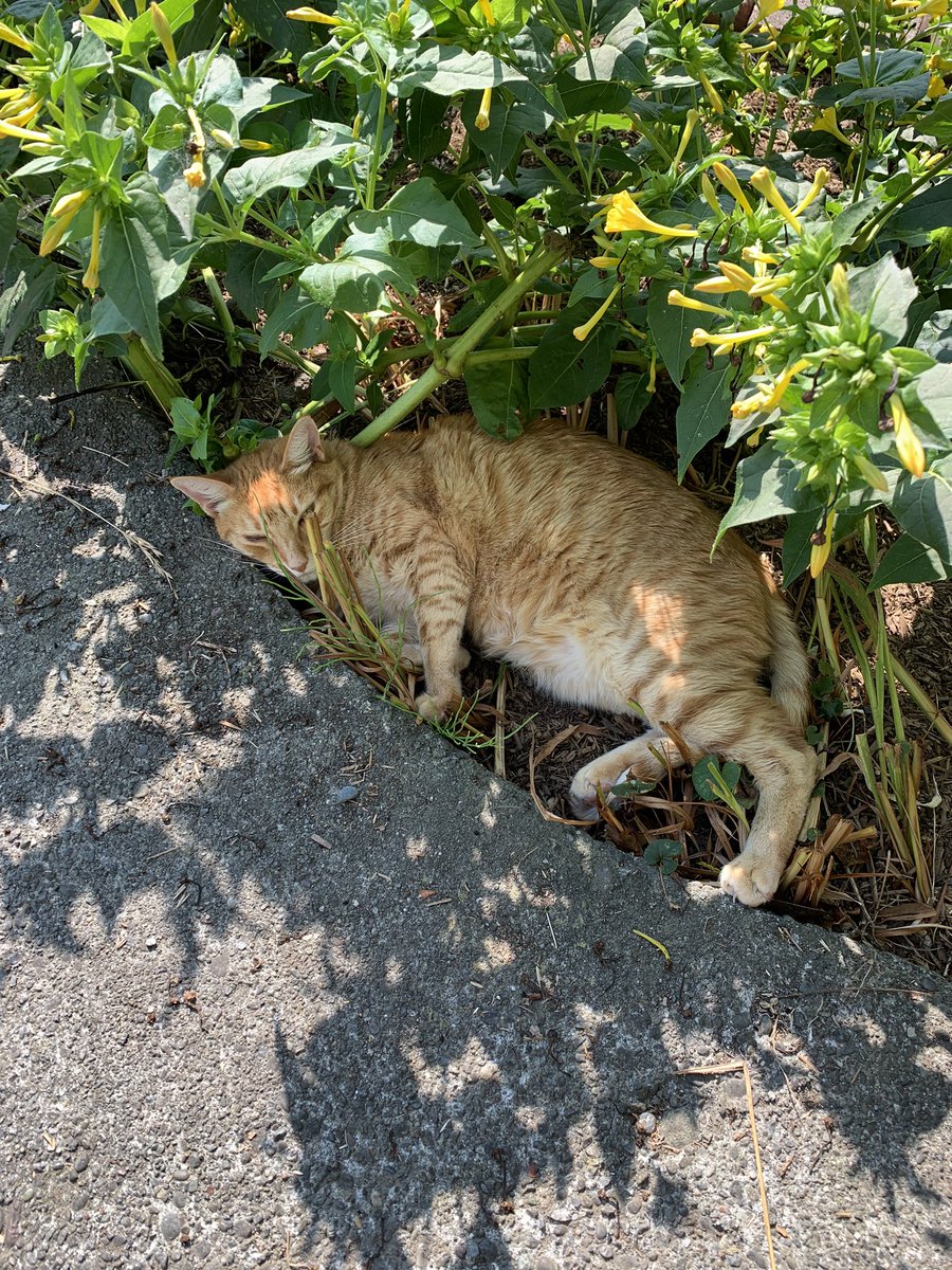 CaptainKerr707's tweet image. Archie chillaxin’