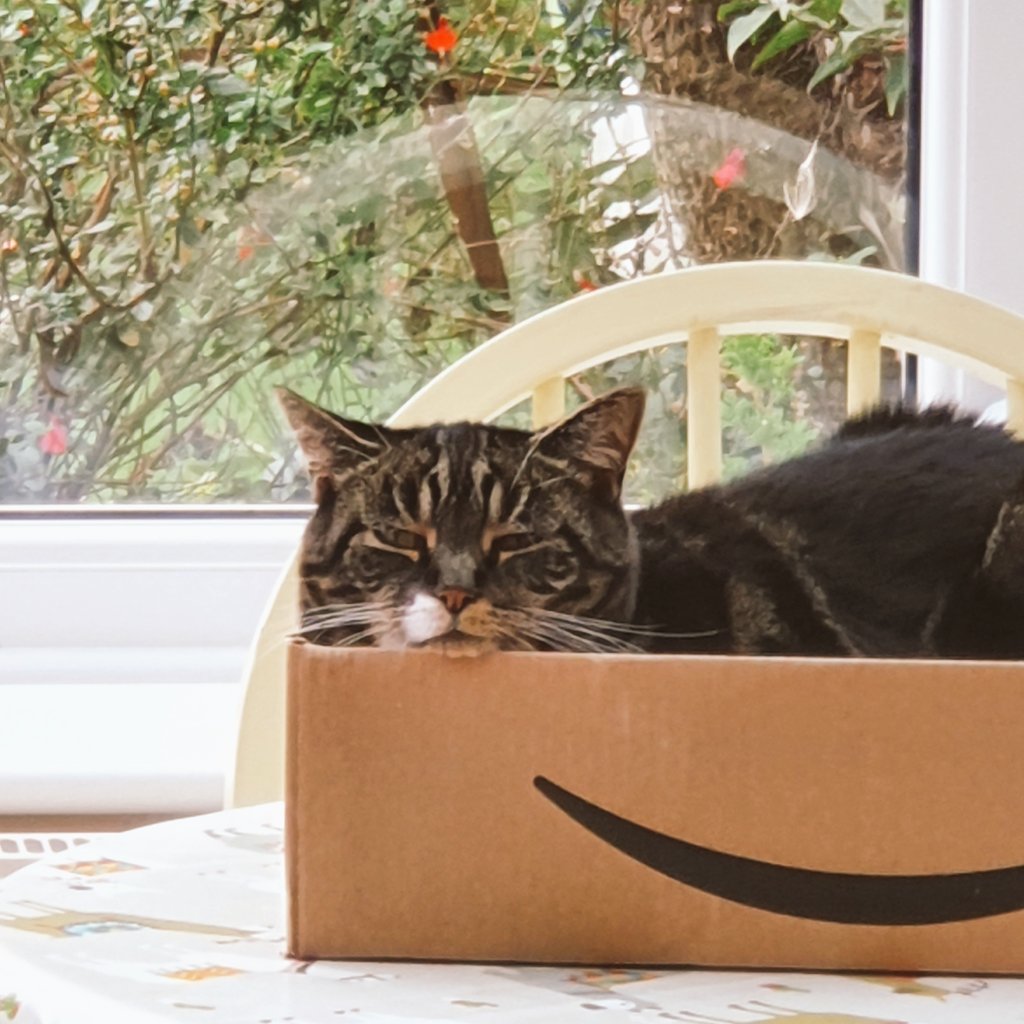 LWall54451552's tweet photo. I want to get rid of the box. I reeeeeally want to get rid if the box. But I can't. Because she loves the box so much!

#CatsOfTwitter #CatOwnershipProblems https://t.co/9urrOuta6a