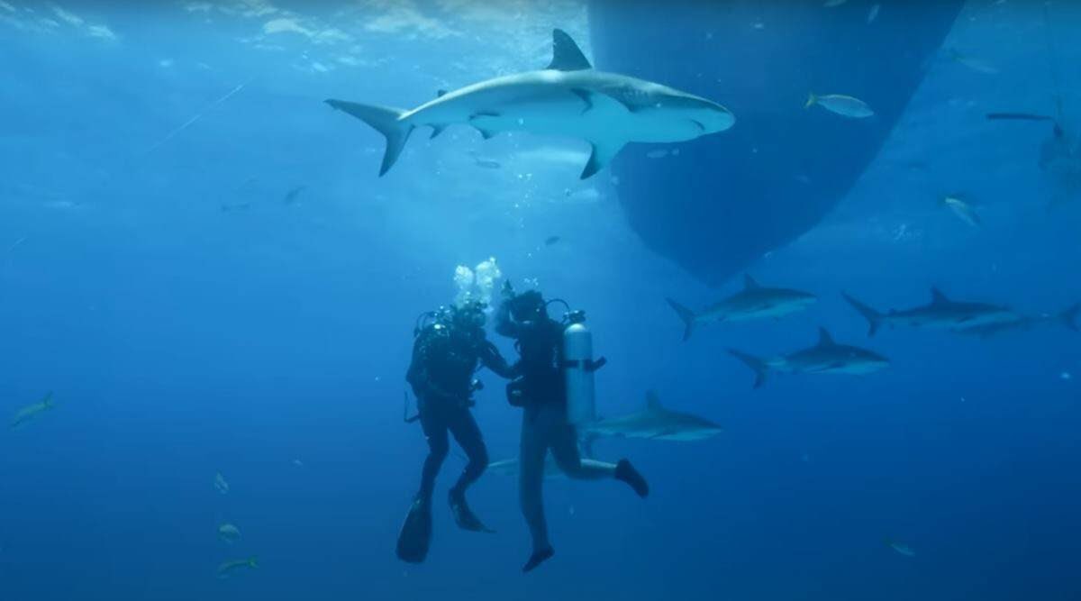 A NASA engineer conducted a test where he found that sharks are way more attracted to fish blood than mammal blood (almost like they have NOT evolved to consider humans part of their food chain) and given a choice will go for the fish blood.