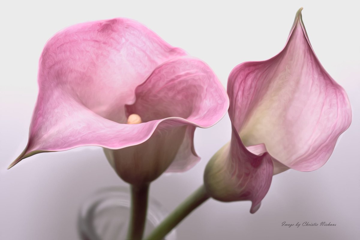ScribblesSmiles's tweet photo. Calla Lily #freshflowers https://t.co/1bAllPgb4Q