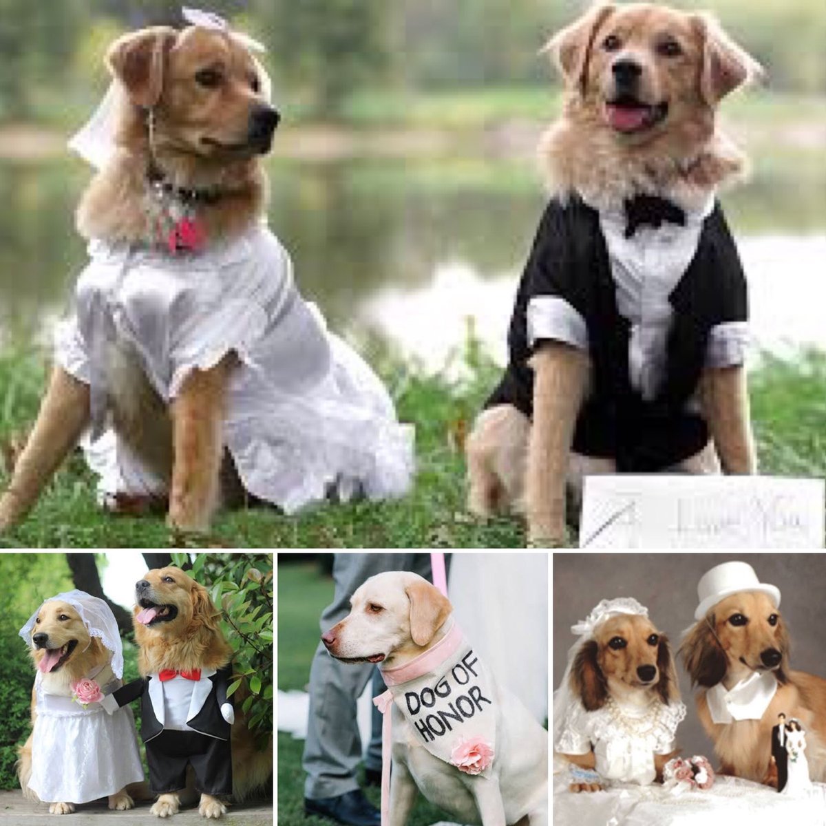weddingsNDream1's tweet photo. Would you dress your Dog @ Your Wedding ? YES | NO 
#wedding #weddingdogs #weddingideas #bridetobe #luxurypetcare #engaged #dogsofinstagram #instagroom #weddingdog #goawedding #barnweddingvenue #dogchaperone #dogofhonour #weddings2021 #weddinginspiration #dogaccessories https://t.co/7XQ2CwPzCw