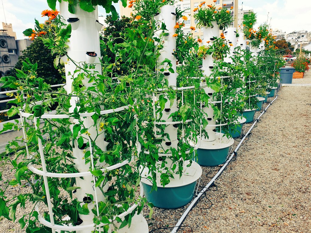 CueilletteU's tweet photo. Nous sommes distributeur de la technologie @TowerGarden ! Ces tours très performantes sont parfaitement adaptées à une culture en milieu #urbain et à la #bioponie.
Contactez nous si vous avez #unprojet de maraîchage en ville :)
#aeroponie #urbanfarming #production https://t.co/dLPyrQyJVG