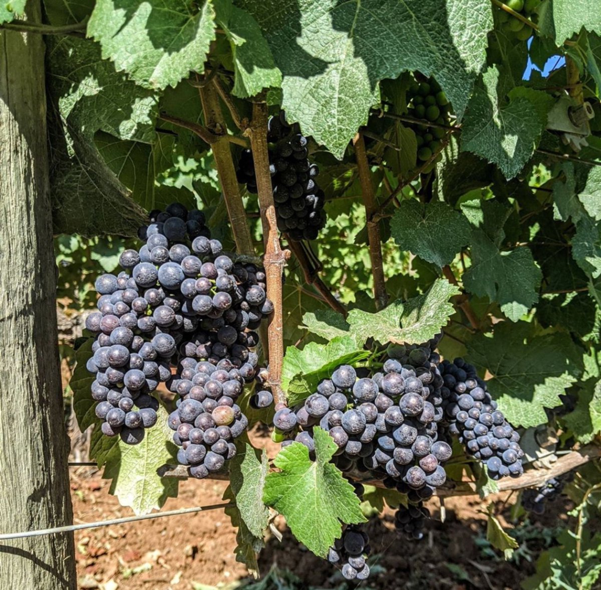 Pinot grapes are popping off! #pinotnoir #wvharvest2020 #wvwines