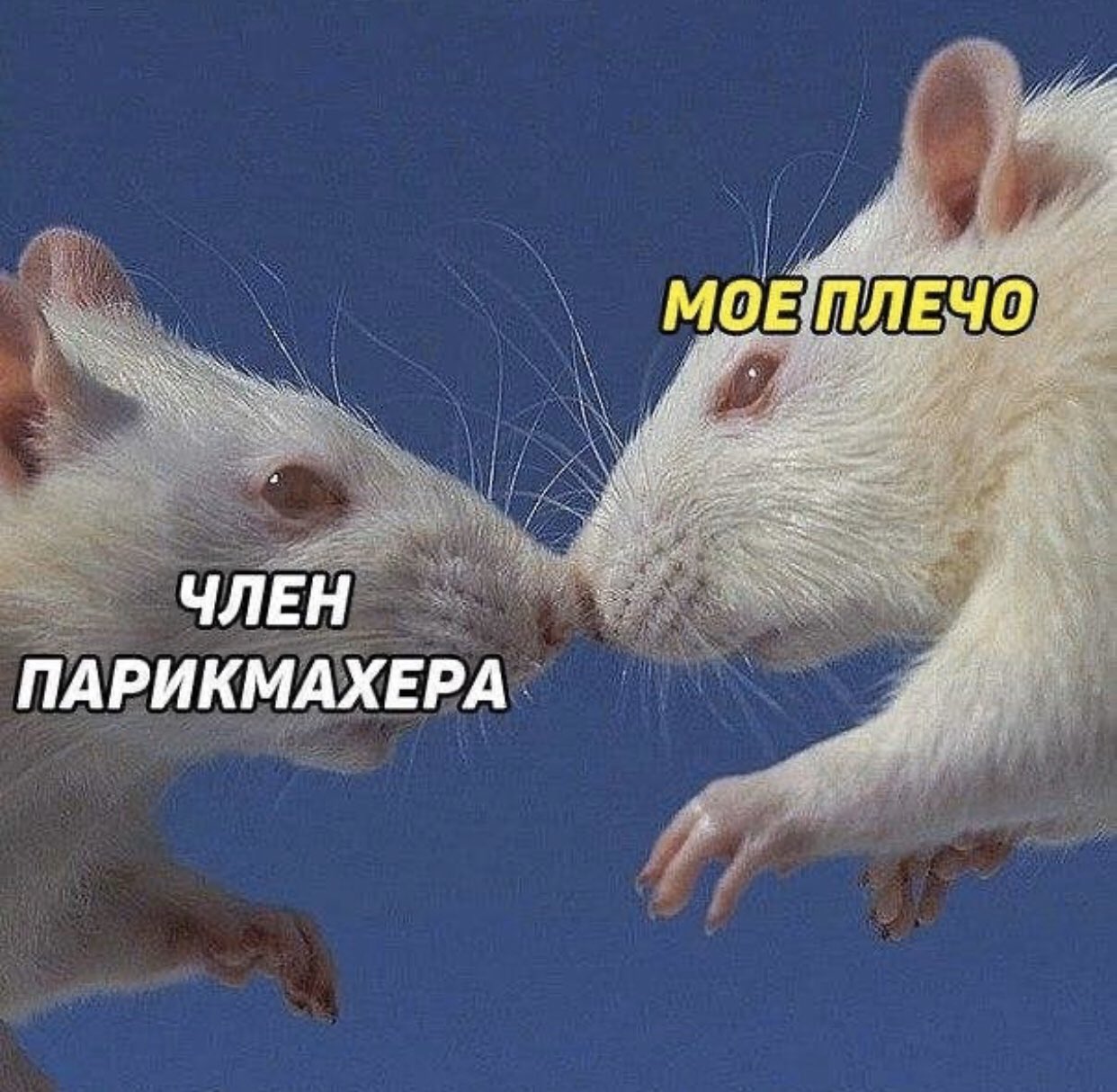Две крысы