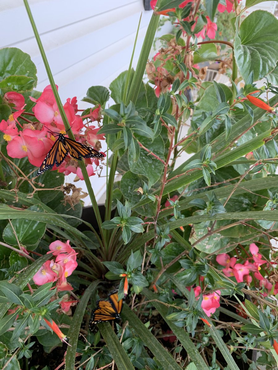 Adamjkent's tweet photo. Released 4 so they could get out in front of the rain and cold. Should surpass 60 for the summer next week!! #savingthemonarch #emptynesters https://t.co/nKqZwhmdcz