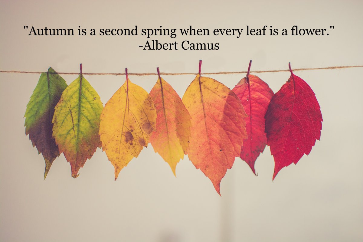OneontaY's tweet photo. "Autumn is a second spring when every leaf is a flower." -Albert Camus https://t.co/nFQJ5WiHzT