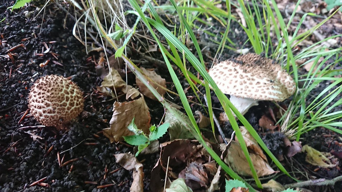 Jamie Warren On Twitter Freckled Dapperling S Echinoderma Asperum Lepiota Aspera In Blenhiem Palace Grounds This Afternoon Fungi