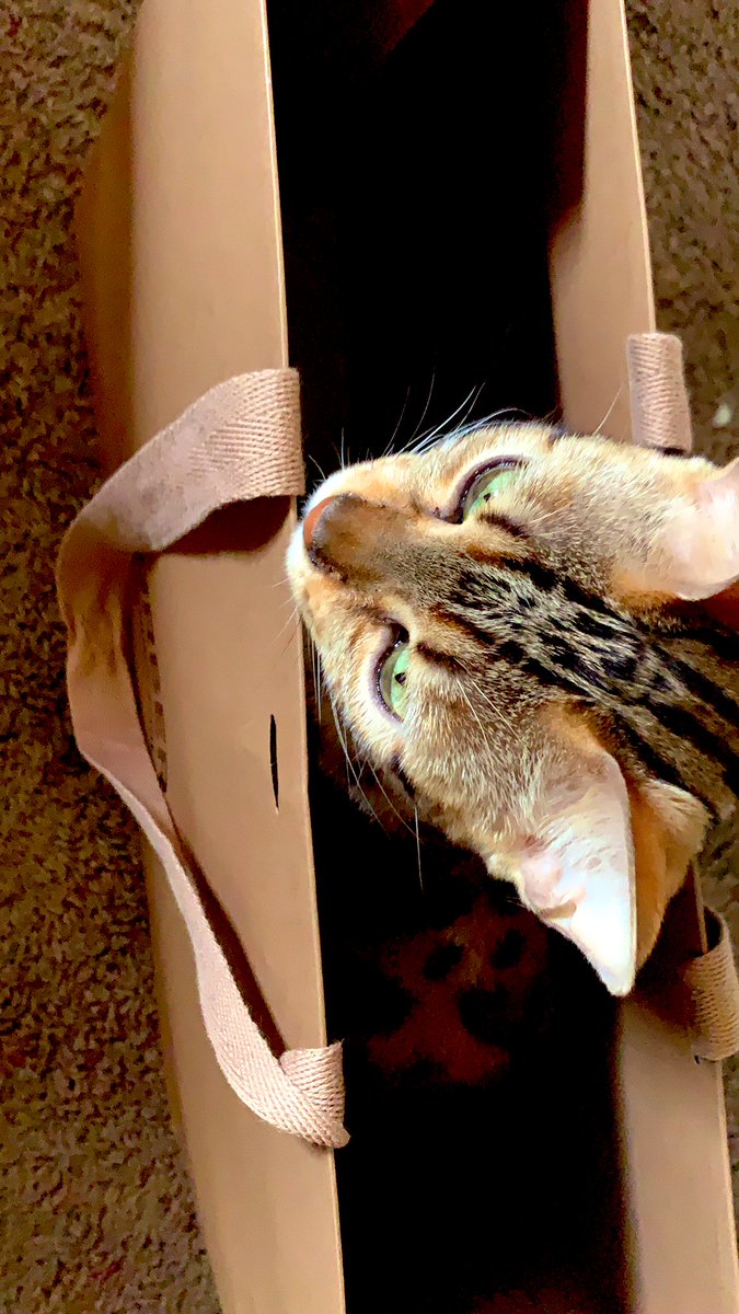 5280Bengals's tweet photo. ❣️❣️❣️❣️ https://t.co/DWMY2KuwBl