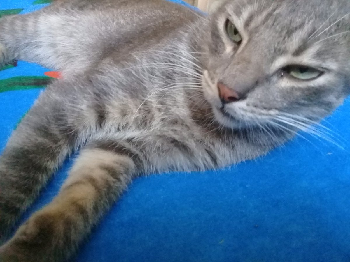 LaJustiniani's tweet photo. @lamelherrera @YoGuajiroCubano @yeye_hdez @yeyocompadree @mjorgec1994 @BrayanH75043391 @nimlothdecuba @robertikoramos El gatico es idéntico al mío cuando chiquito. 😍 https://t.co/Nn58cxgLD0