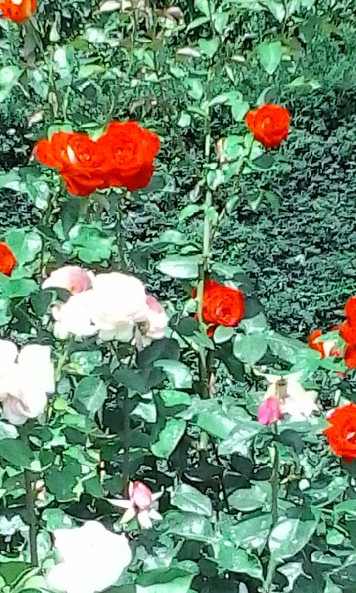 In un angolo del cortile, tra la schiuma di sapone, alcune rose si sono piegate sotto il peso del loro profumo. Nessuno ha sentito l’odore di queste rose. Nessuna solitudine è piccola. 🖊️Ghiannis Ritsos 📸 by Lisa #PoesiaGreca #SalaLettura @SalaLettura