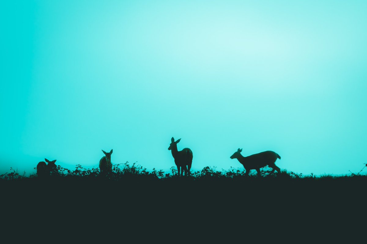 briscoepark's tweet image. Sounds and color fill my head