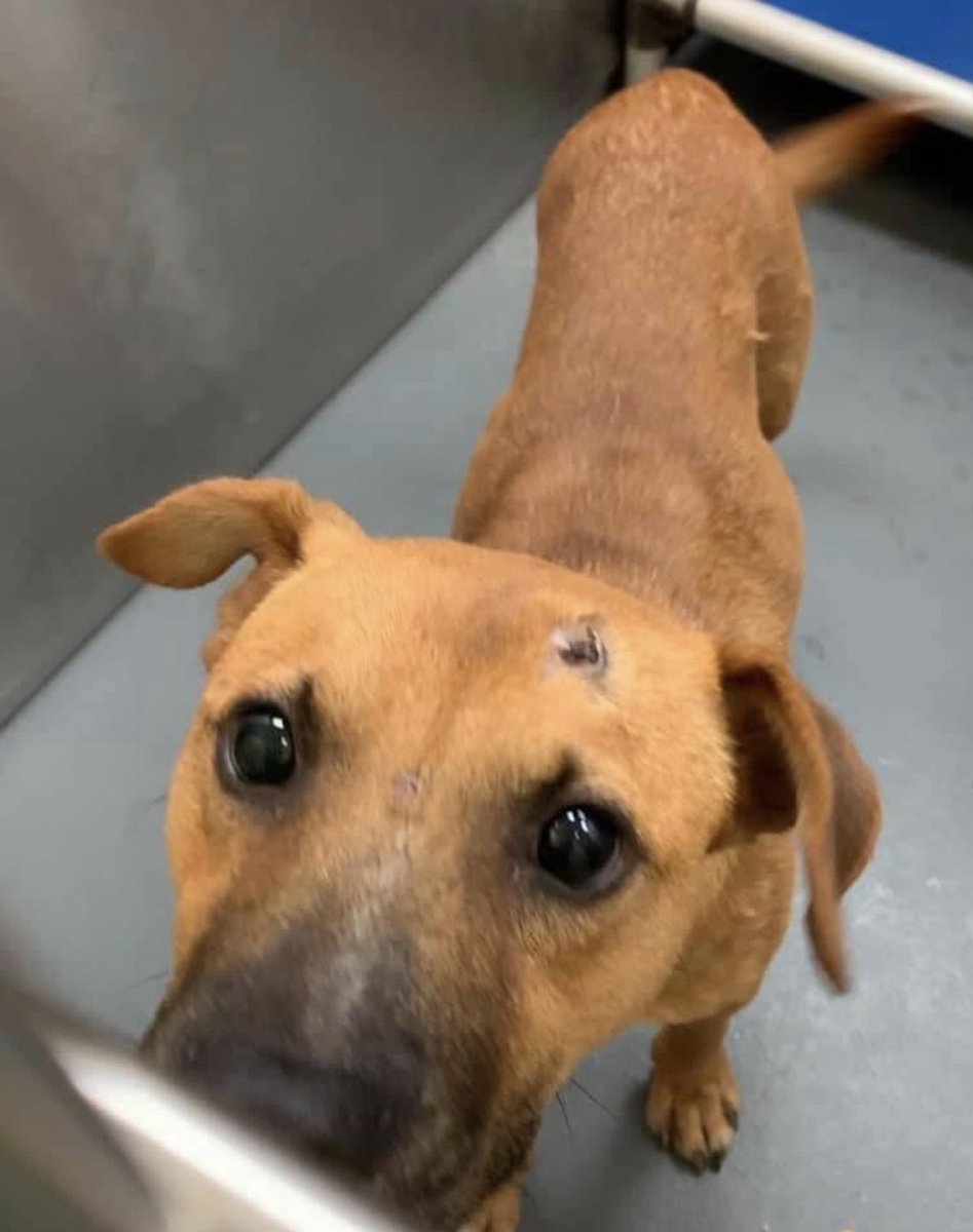 reddogsusie's tweet photo. #TN #MEMPHIS
🆘🆘CODE RED-SPECIAL PLEA Scotty 1yo boy This sweet boy has fracture of the left rear femur which needs surgical repair. He badly needs #RESCUE medical #PLEDGES &amp; #FOSTER PLS HELP - he’s only a year old! #MASA715 
https://t.co/Gw8x9wsfTb https://t.co/O89CMLOlAw