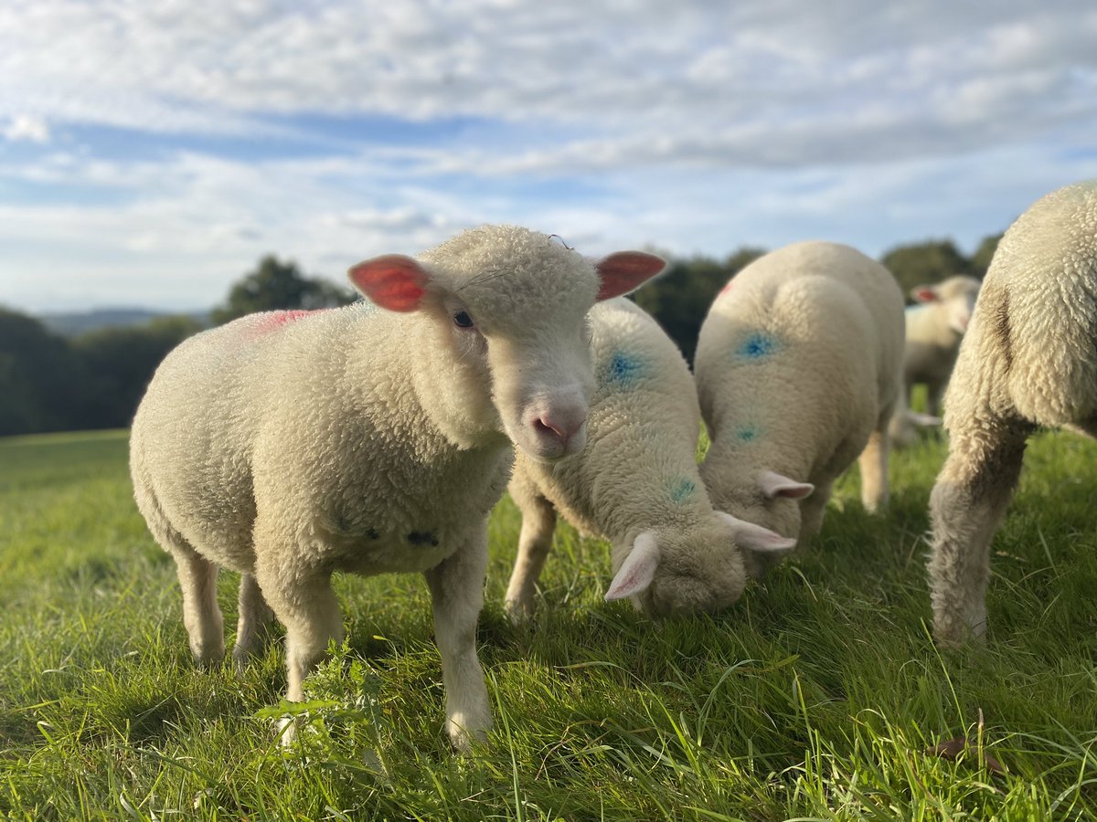 NickyRobinson12's tweet photo. These beasties have been faecal egg counted and now enjoying new pasture. #LoveLambWeek #dorsetsheep #firsttimeshepherds https://t.co/LOBjBjCth1