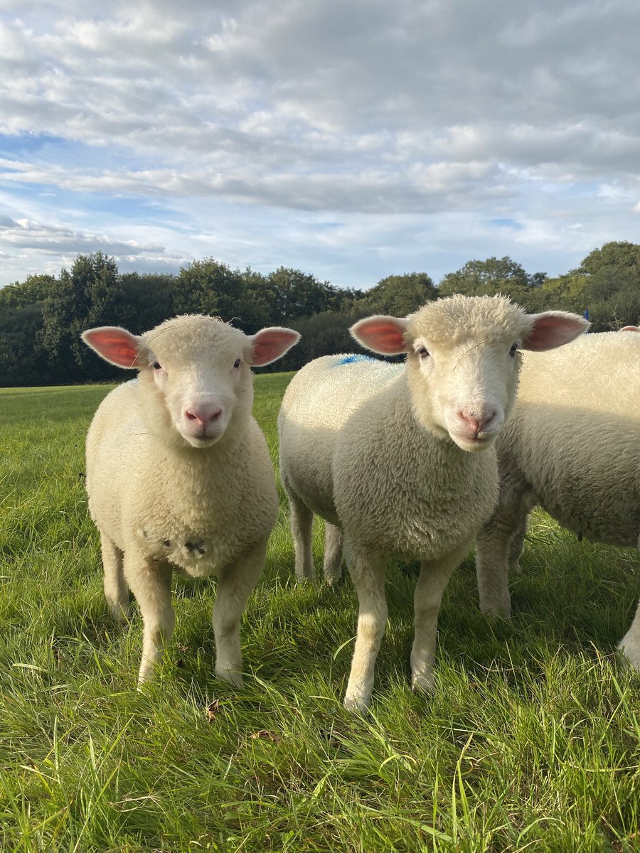 NickyRobinson12's tweet photo. These beasties have been faecal egg counted and now enjoying new pasture. #LoveLambWeek #dorsetsheep #firsttimeshepherds https://t.co/LOBjBjCth1