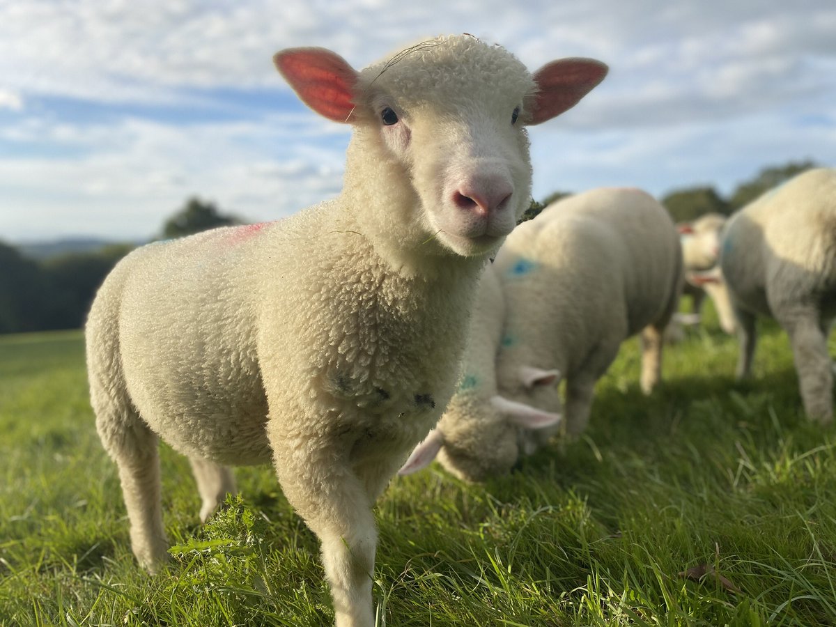 NickyRobinson12's tweet photo. These beasties have been faecal egg counted and now enjoying new pasture. #LoveLambWeek #dorsetsheep #firsttimeshepherds https://t.co/LOBjBjCth1