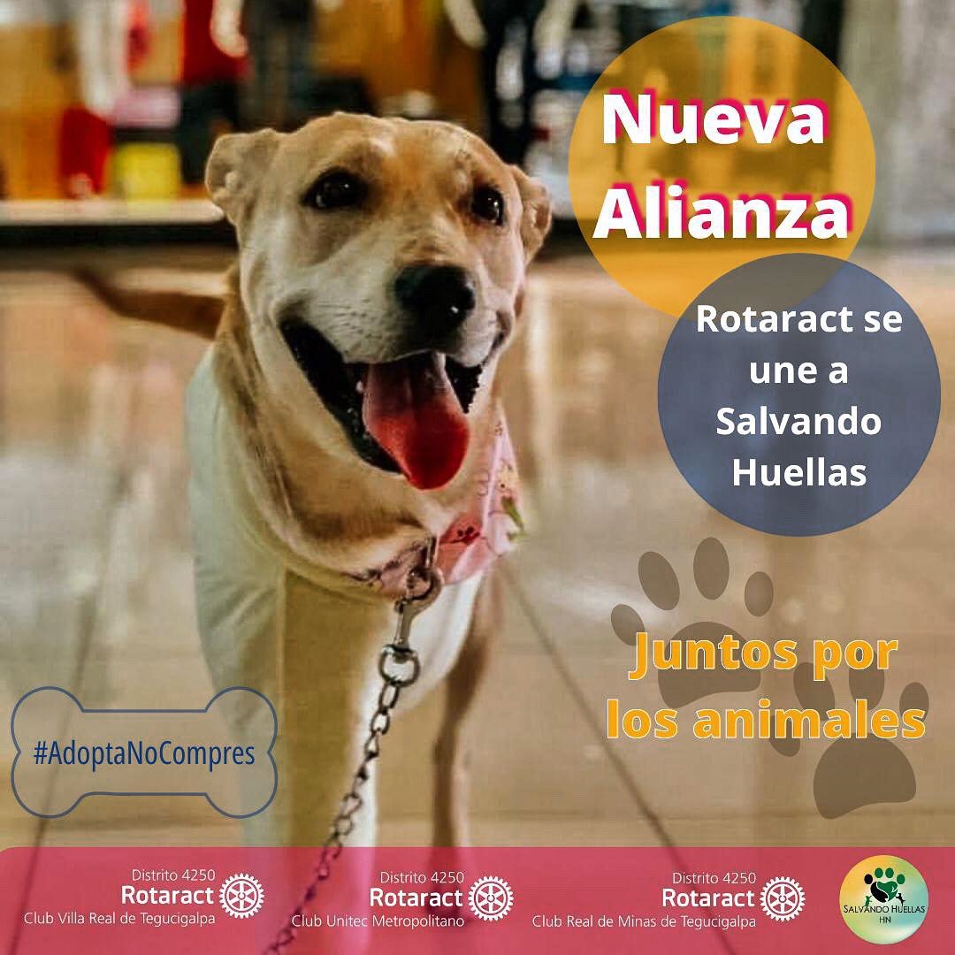RtcVillaReal's tweet photo. ¡¡¡Esta semana comenzamos con una excelente noticia!!! 😍 

Agregamos de forma concreta el apoyo a los animales más necesitados junto con @rotaractunitecm #RotaractRealdeMinas #SalvandoHuellasHn

Conoce más en nuestras páginas de Instagram y FB 🤗👏🏼🤗 https://t.co/0HJvowj7JA