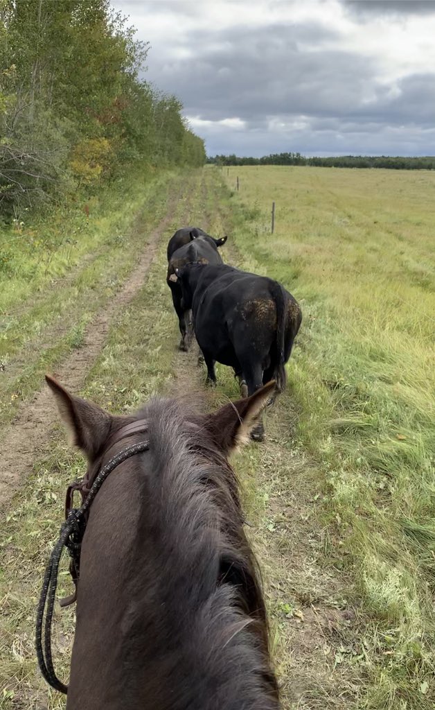 chuiko2's tweet photo. Pulled these @NerbasBrosAngus bulls out of the heifers this morning. #30dayrun Another ✅ on the to do list. Now they’re going to head into the main herd as the clean up crew. #getbacktowork #falljobs #ranchlife #saskbeef #timeinthesaddleistimewellspent https://t.co/HZmbgCEuvS