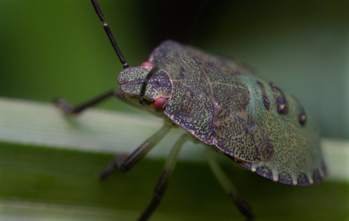 UntoldNature's tweet photo. 4th instar common green shieldbug? Let us know! 

Playing around with #macrophotography today https://t.co/aQpOjUFCgh