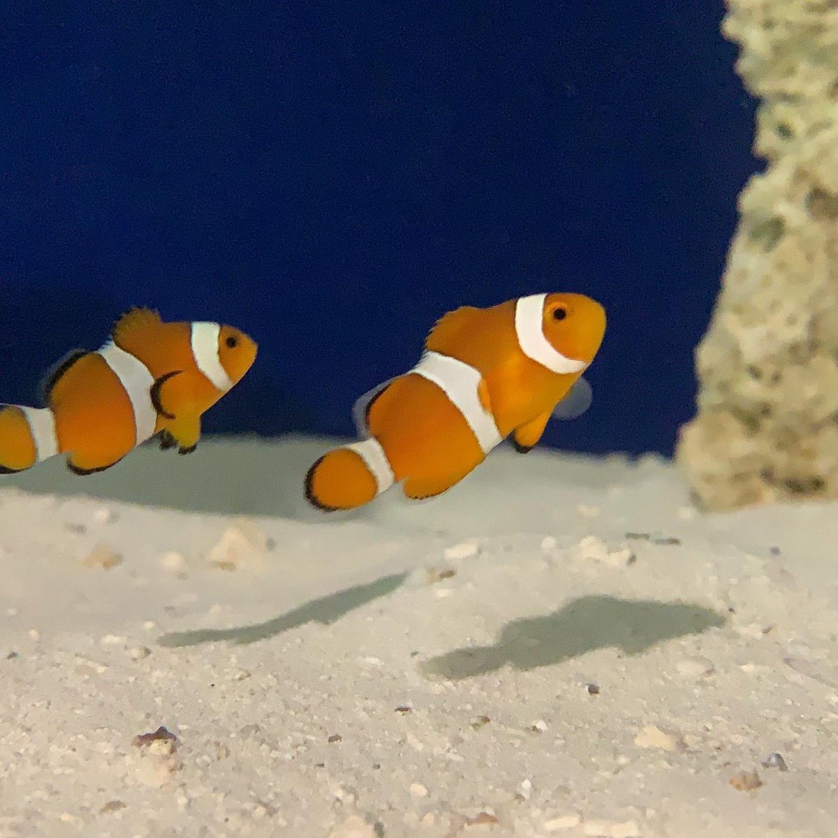 MarinoReef's tweet photo. Mi primera pareja de Ocellaris (pez payaso) o como todo el mundo lo conoce como #Nemo #ocellaris #clownfish #coral #reef #reefaquarium #reeftank #sea #mar #Oceans #ocean https://t.co/4MmCKRbRg1