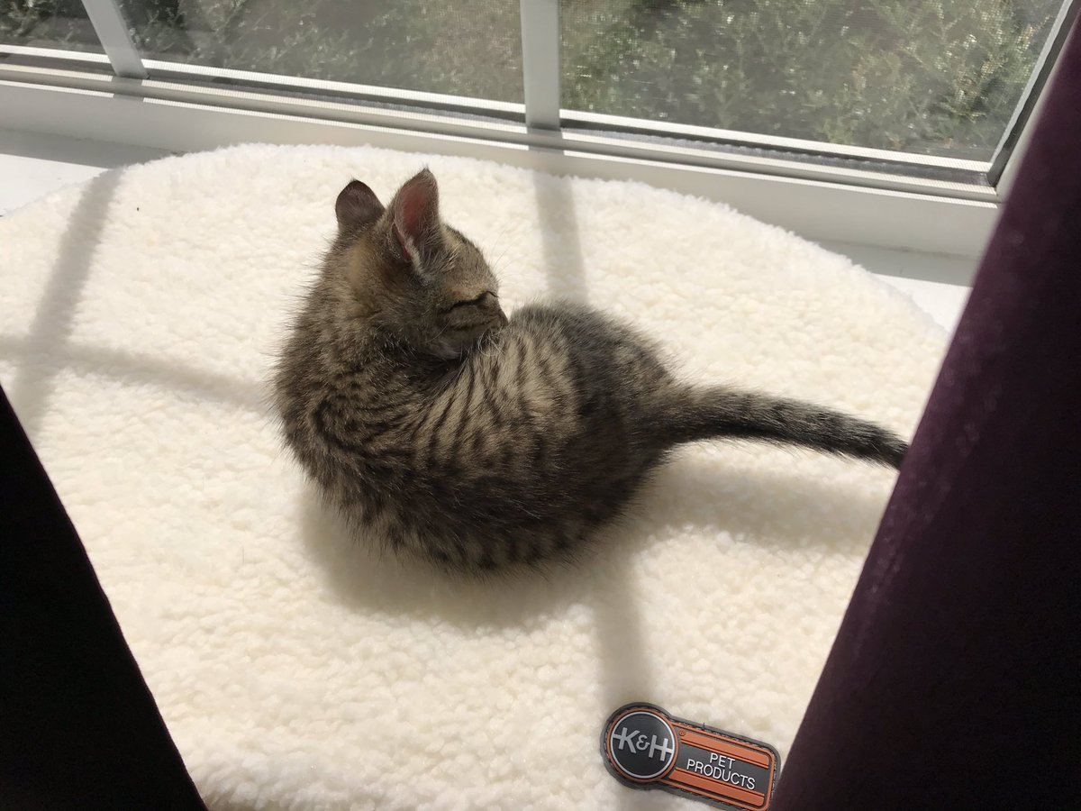 RowanTheMagnif1's tweet photo. Leo enjoys sunning and napping and watching the neighborhood on his perch. He thinks the logo is a toy, so I guess it is. ๐พ๐ฑโค๏ธ๐ค #windowperch #CatsOfTwitter #tabby #kitten #sunny #sleepy https://t.co/OkHTsHHQMo