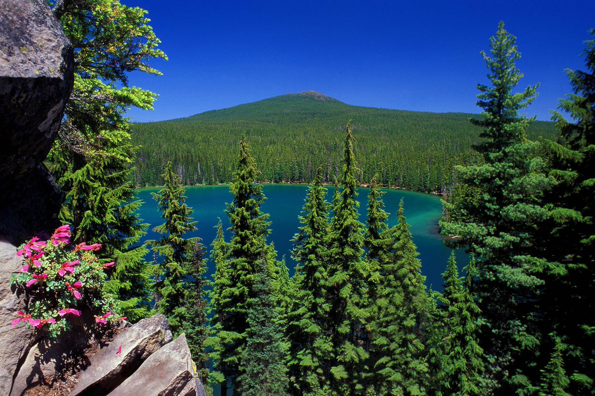 ForestServiceNW's tweet photo. #DYK Global forests remove about 1/3 of fossil fuel emissions annually? Thank a tree the next time you take a deep breath #CleanAirDay https://t.co/R63V7fZCnU