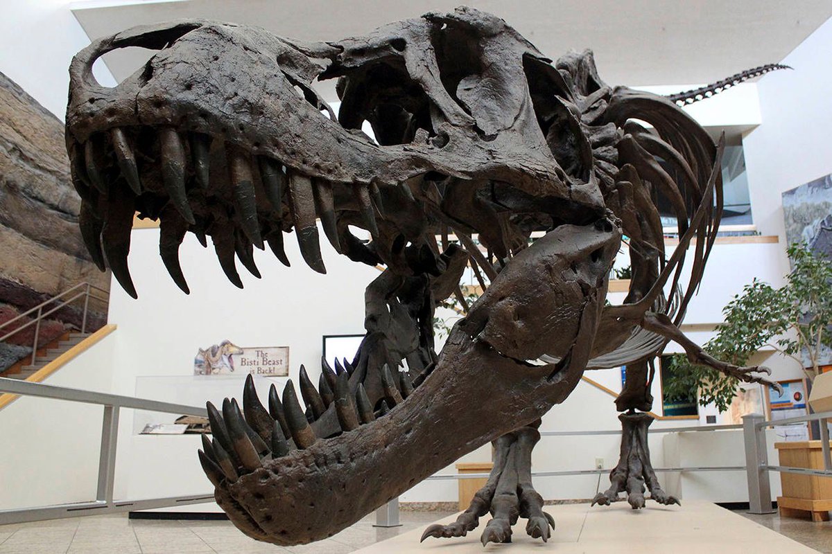 Dinosaur fossils have been found on every major continent in the world, including Antarctica, Australia, India, as well as the far North of Canada. 🦕 #FactManiac