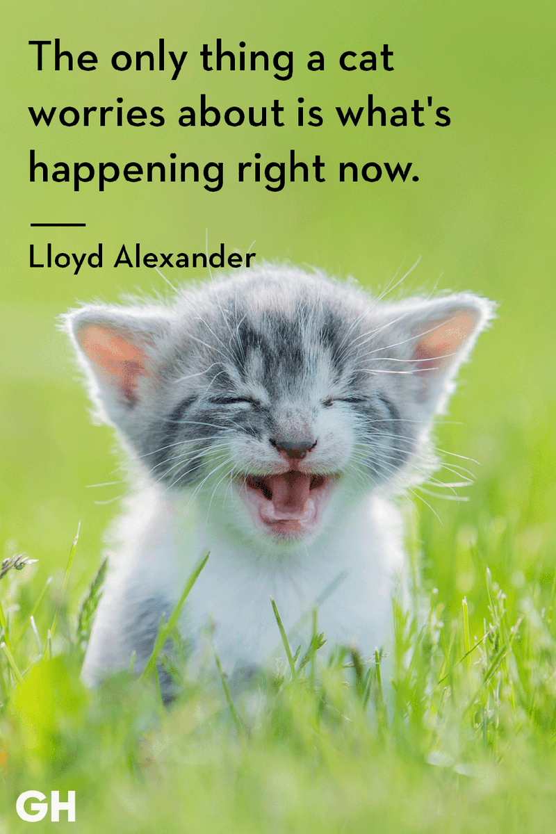 MeoMeow101's tweet photo. Cats constantly remind us:

Be here now.

"The only thing a cat worries about is what's happening right now."
Lloyd Alexander https://t.co/s3ivOpYfN2