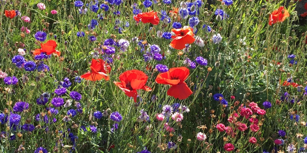 Did you know... Autumn is a perfect time to sow wildflowers! Why not create your own bespoke meadow with our bulk bags - NOW 50% OFF!!!
seedball.co.uk/product/bulk-3…
