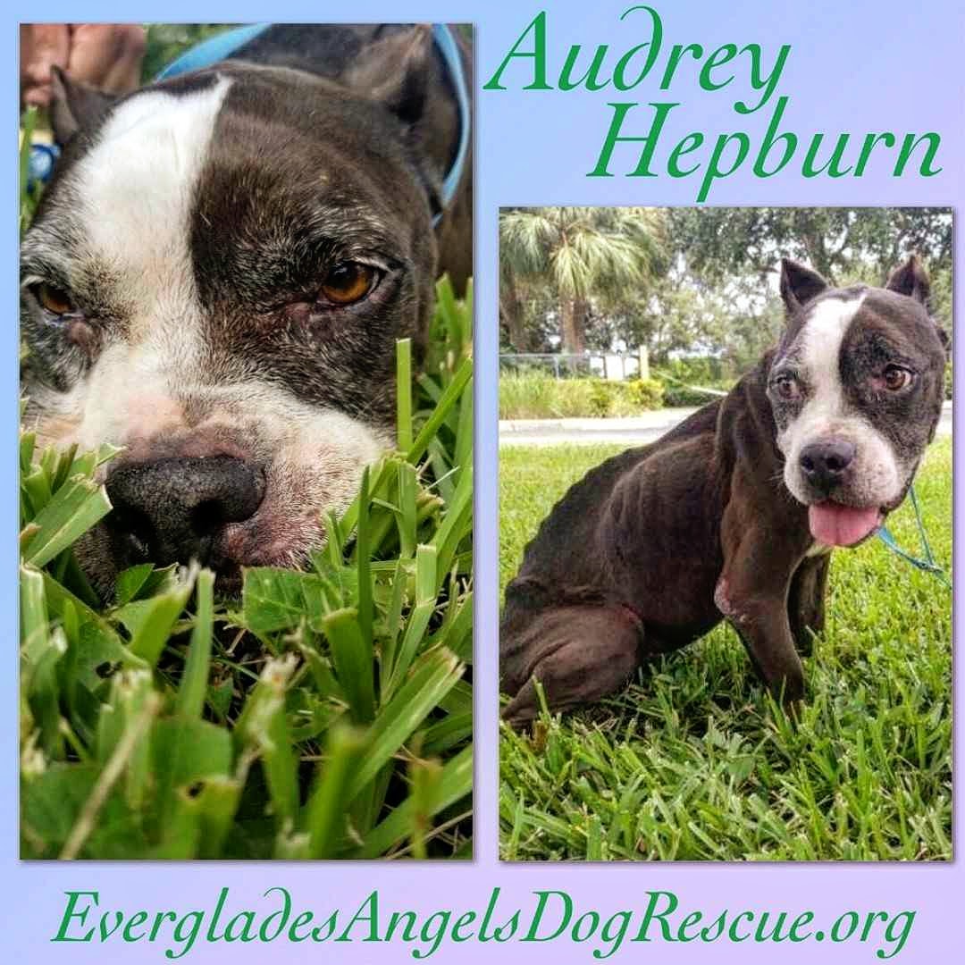 EvergladesDogs's tweet photo. Audrey Hepburn wandered up to a Good Samaritan looking for help. She has a long road of recovery ahead. Please consider donating, visit our eBay store or stopping by the thrift store 🐾
Treasures 4 Tails Thrift Shop
Shoppes of Deerfield
3770 W. Hillsboro Blvd
Deerfield Beach, FL https://t.co/2DwSxgDtPu