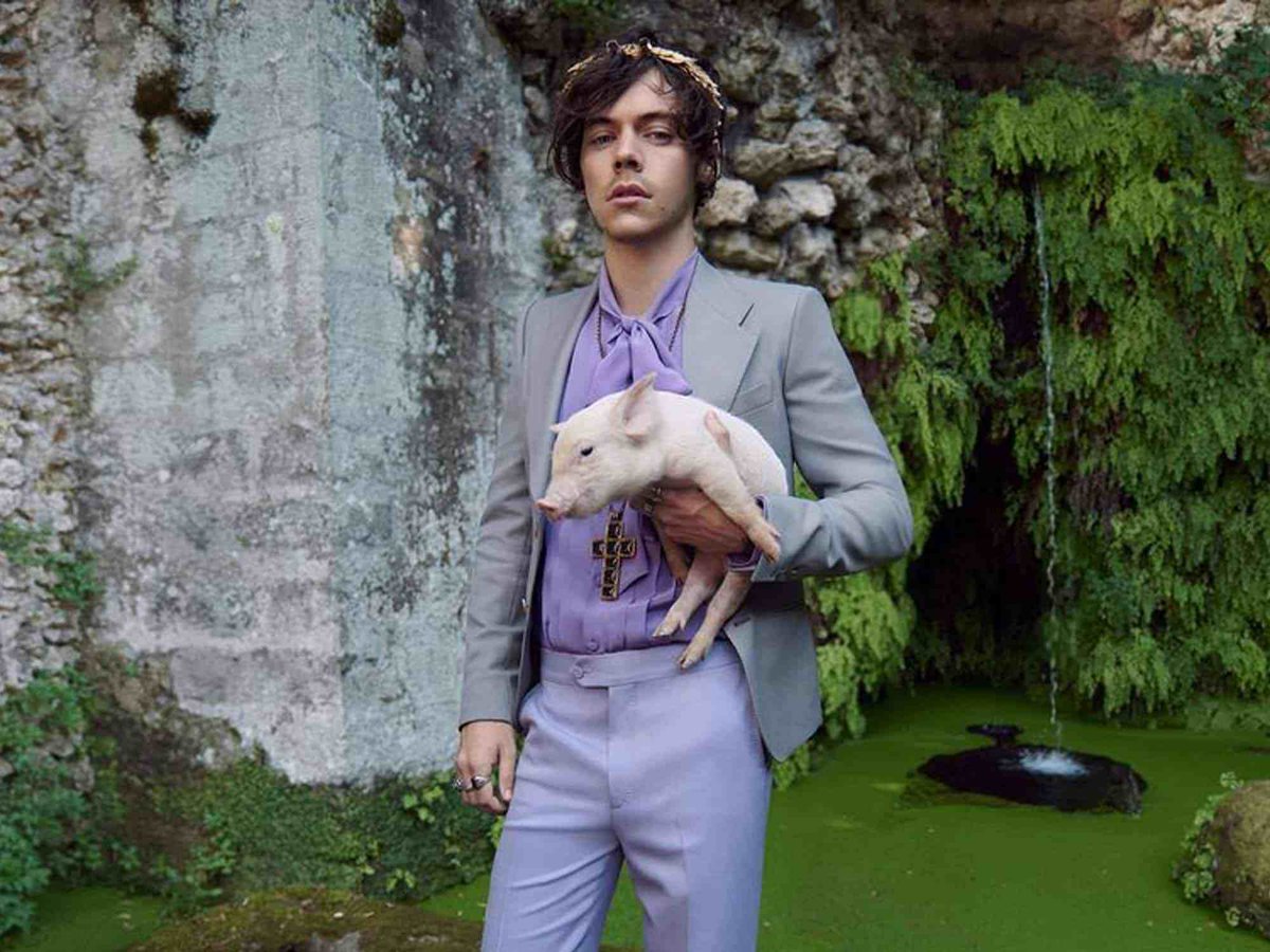 Baby pig harold