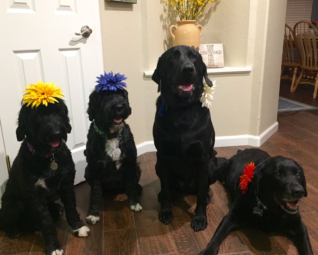 Dogs and flowers for days. Because dogs and flowers make everything better. . . . . #pwd #pwds #portuguesewaterdog #pupfluencer #pwdpuppy #portie #portis #portielove#porties #portiepuppy #portuguesewaterdogs #pwdsofinstagram #pwdpuppies#portiemoments #dogstagram #dogsofinstagra
