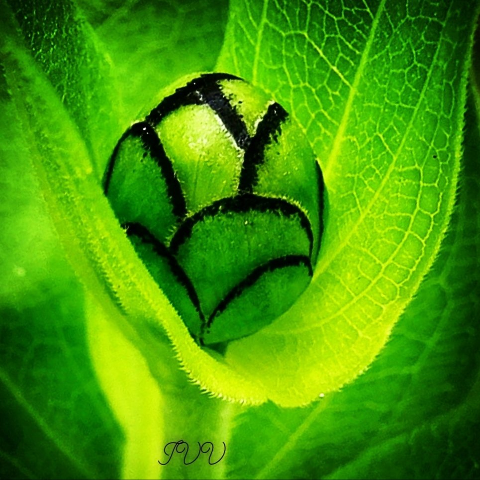 VolkerIrina's tweet photo. #Macro #makro #nahaufnahme #flower #Flowers #art #somner #green https://t.co/DdDBQPppaW