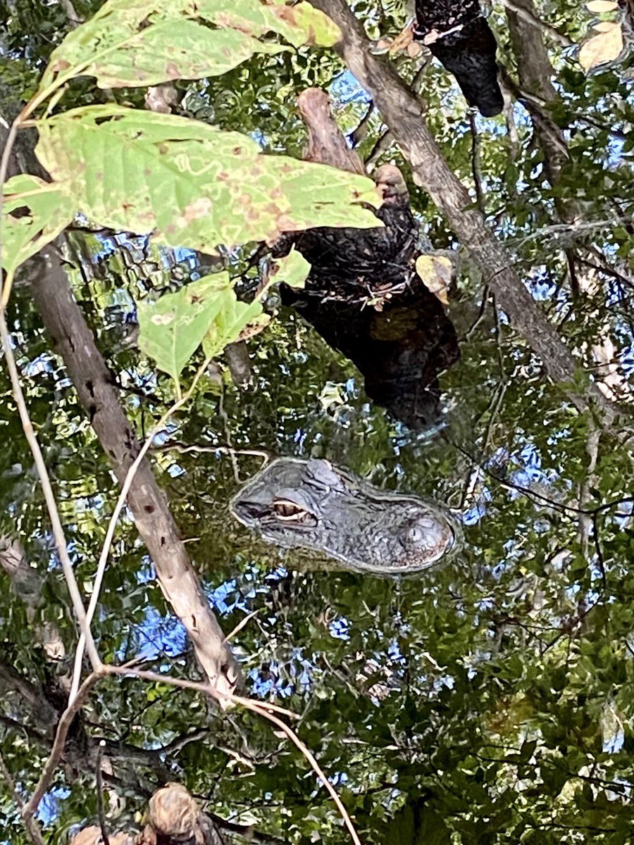 dolbyl's tweet photo. “Afoot and lighthearted I take to the open road, healthy, free, the world before me.” –Walt Whitman. #optoutside #getoutside #blackbearwilderness #wildpig #wildboar #velvetant #alligator #wildlife #floridatrails #fltrails #LaborDay2020 #MondayVibes #MondayMotivation https://t.co/RcJOQzz6qR