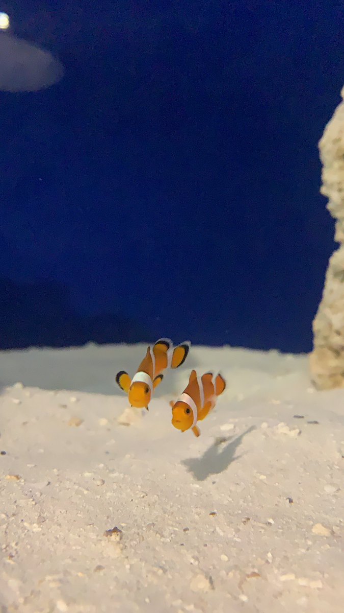 MarinoReef's tweet photo. #naturaleza #NationalGeographic #sea #Oceans #oceanlife #FishTank #fish #ocellaris #percula #aquarium #natural #NaturalezaViva #NaturalBeauty #nofilter https://t.co/ByEbsCyi5J